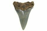 Serrated Angustidens Tooth - Megalodon Ancestor #295745-1